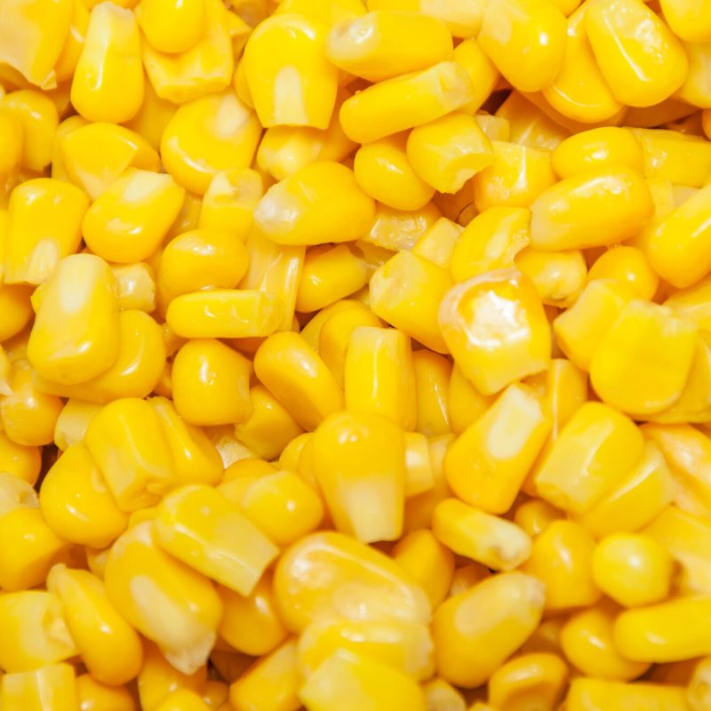 гибридные сорта кукурузы