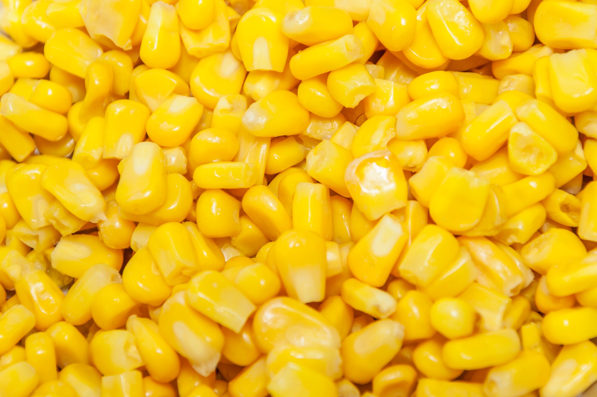 Что такое гибридные сорта кукурузы?