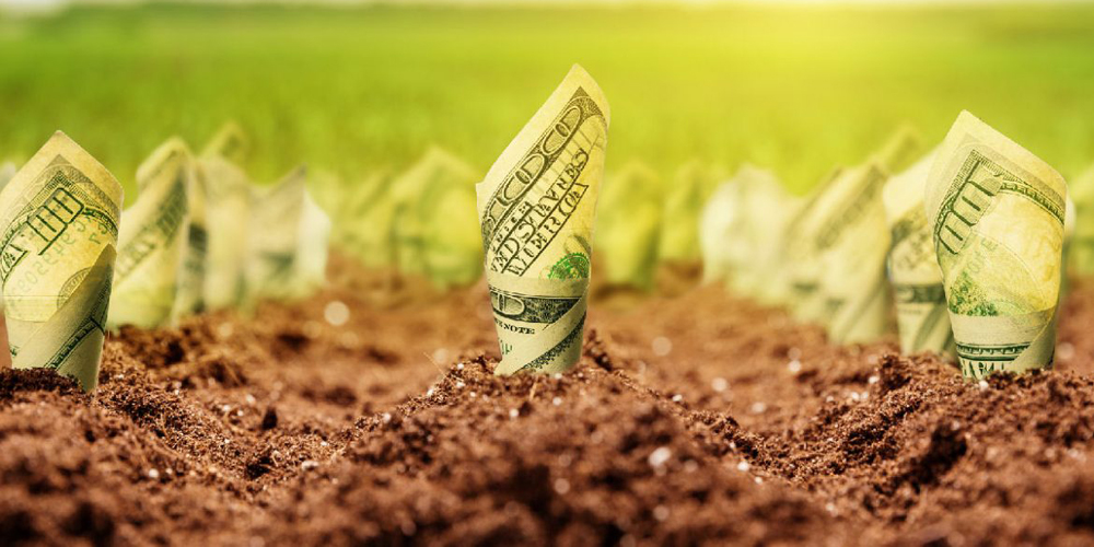 Вирощування кукурудзи на орендованих землях: як мінімізувати ризики