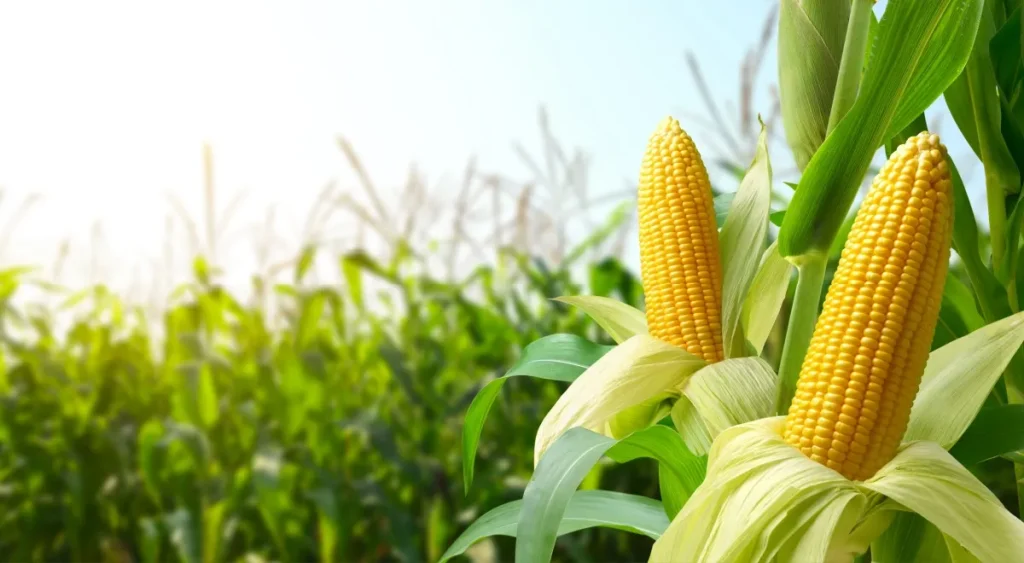 Способи мінімізувати ризики при вирощуванні кукурудзи
