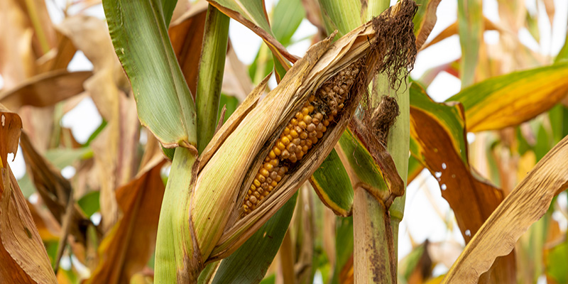 Як захистити кукурудзу від дротяника та кукурудзяного метелика