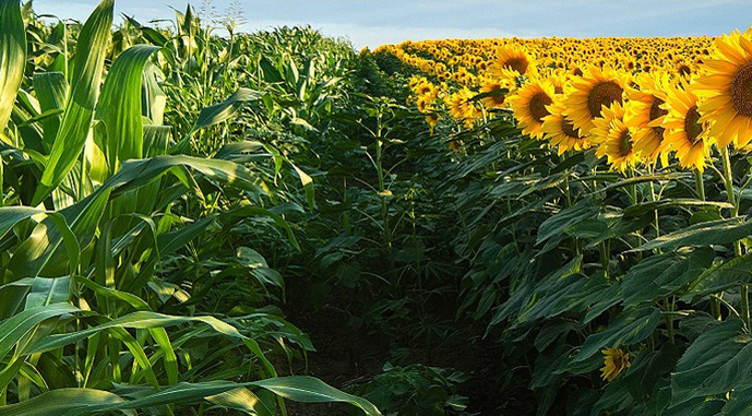 Кукурудза після соняшника: складно, але можливо