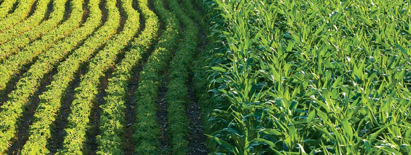 Кукурудза після сої: більше плюсів, ніж мінусів