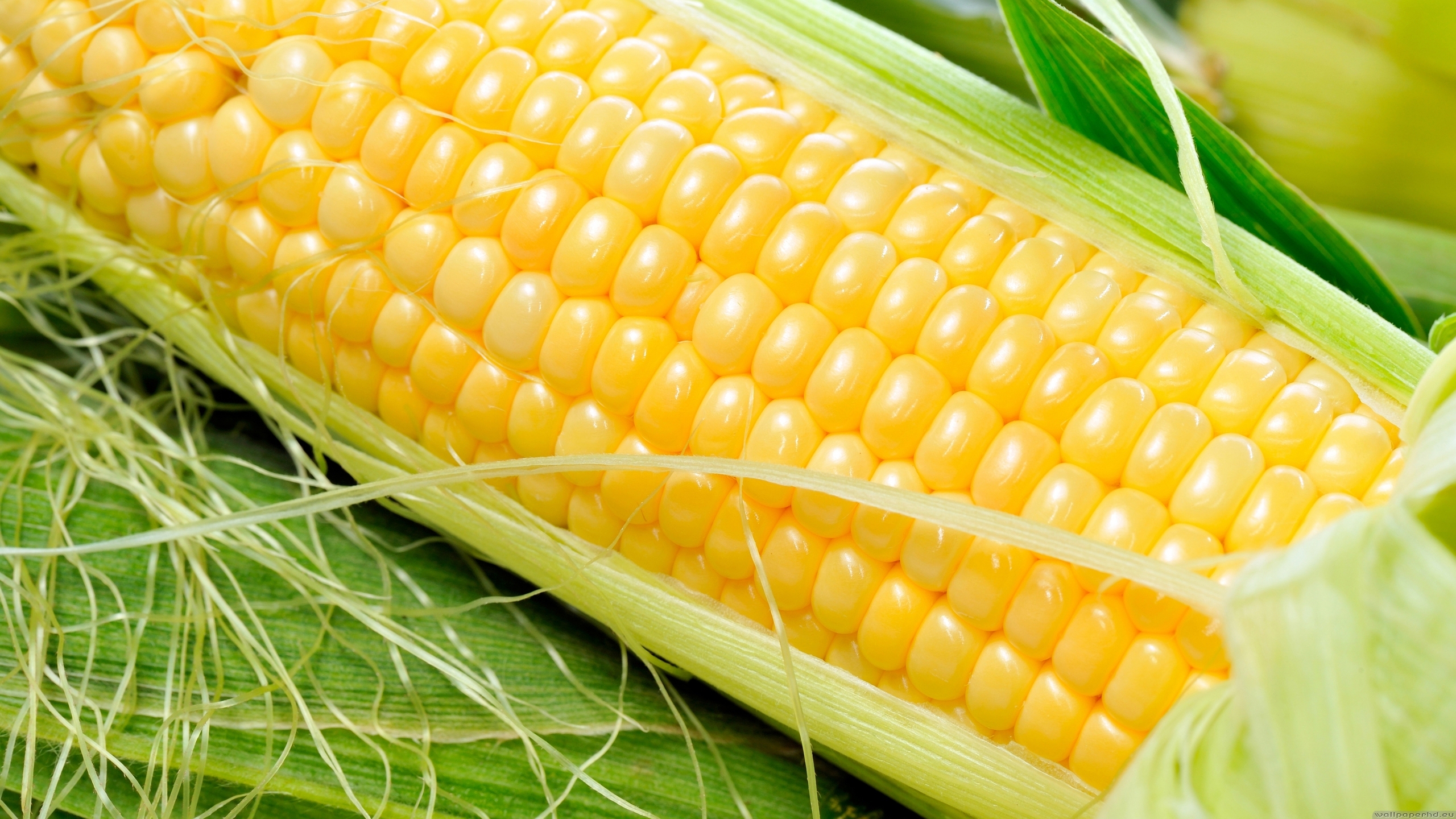 Импортные семена кукурузы: риски, плюсы и подводные камни