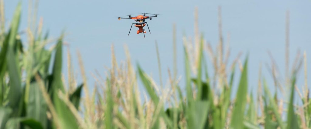 Беспилотники – новый уровень контроля за полями кукурузы