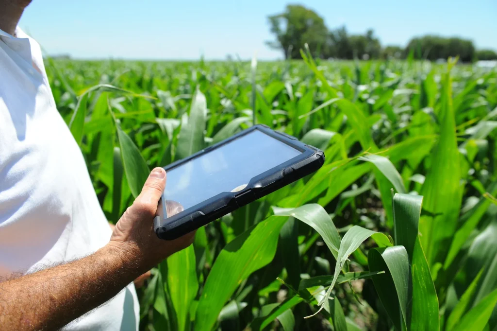 Cпутниковый мониторинг в посевах кукурузы