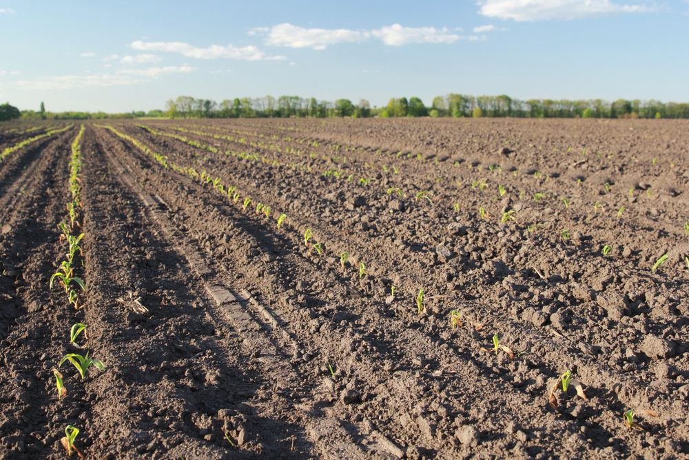 Вплив весняних заморозків на кукурудзу