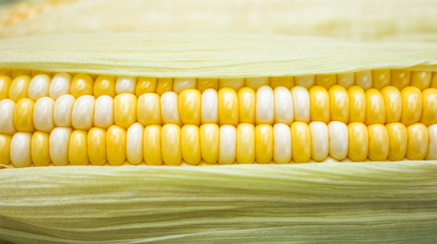 Як весняні заморозки впливають на кукурудзу та що робити фермеру