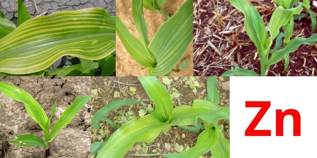 Цинк - ключовий елемент для стартового росту кукурудзи