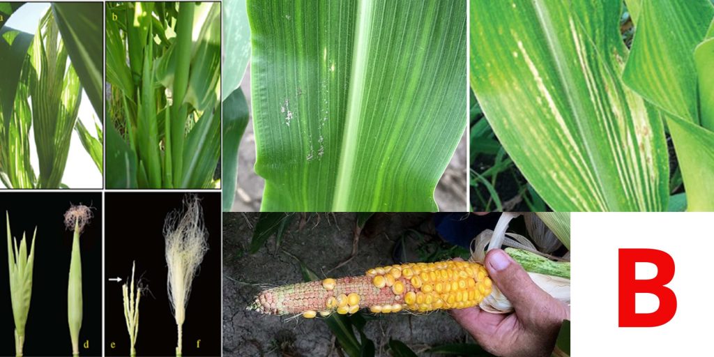 Бор - важливий для формування качанів кукурудзи