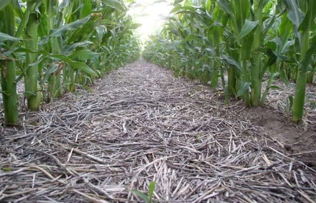 Особенности выращивания кукурузы в системе no-till