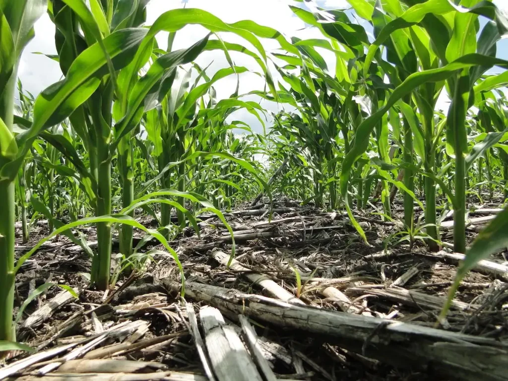 Система no-till - эффективный инструмент для современного агрария