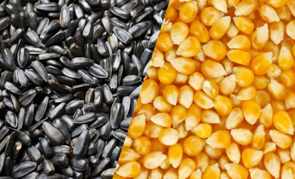Кукуруза или подсолнечник: что выгоднее в этом сезоне