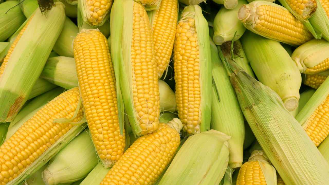 Сертифікація насіння кукурудзи: що означають маркування та документи