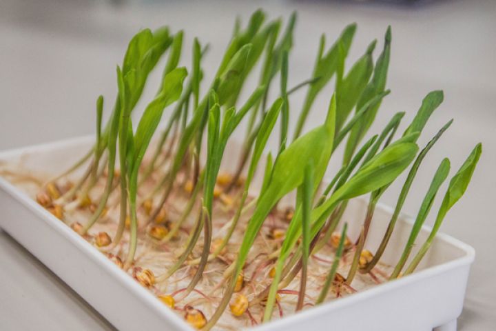 Схожість насіння кукурудзи