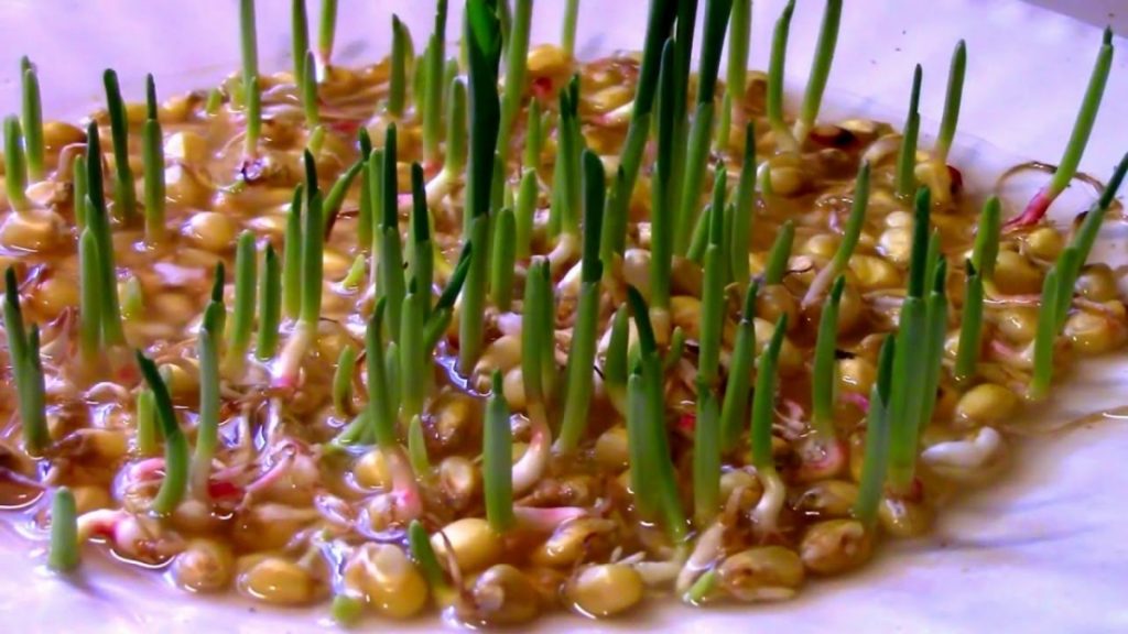 Перевірка схожості насіння кукурудзи в домашніх умовах